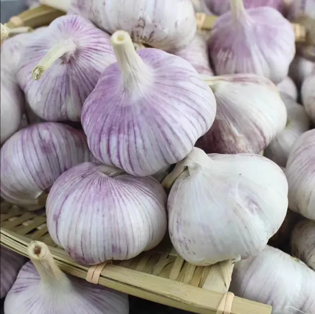 fresh purple garlic fresh purple garlic