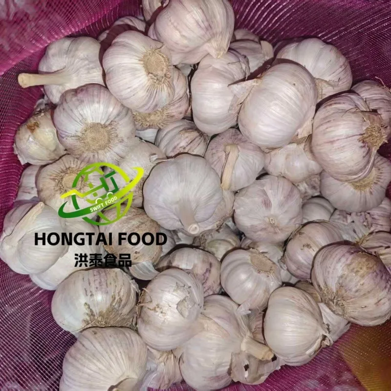 fresh purple garlic fresh purple garlic